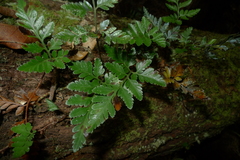 Davallia repens