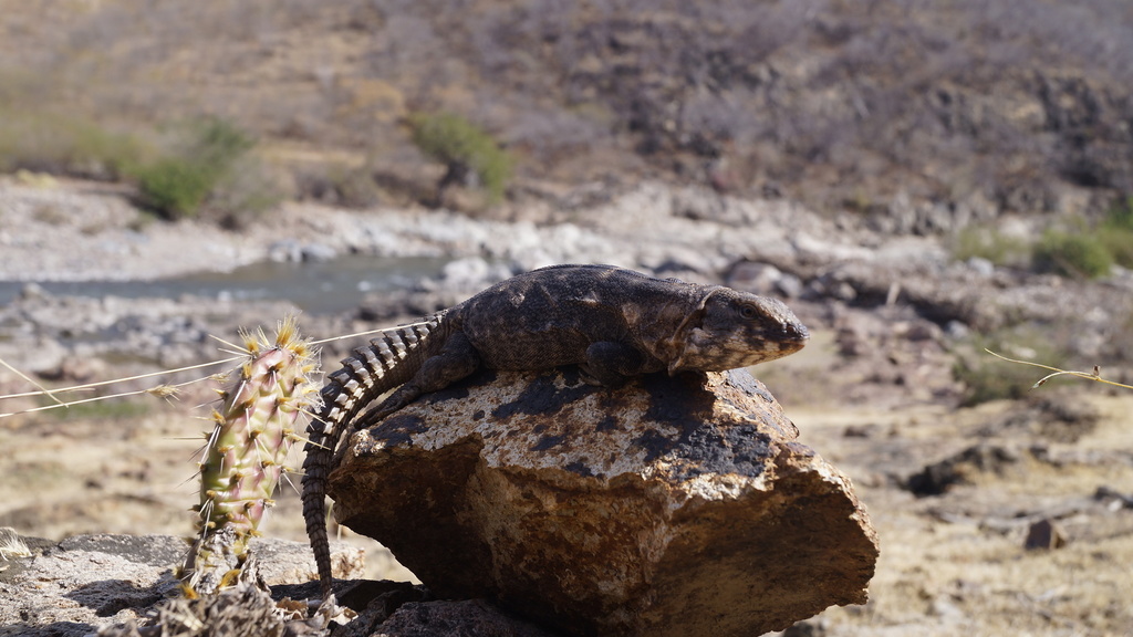Balsas Armed Lizard