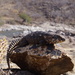 Balsas Spiny-tailed Iguana - Photo (c) Eber Chavez, some rights reserved (CC BY-NC), uploaded by Eber Chavez