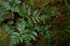 Davallia repens