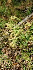 Brickellia eupatorioides texana