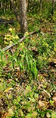 Brickellia eupatorioides texana