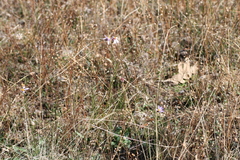 Galatella aragonensis