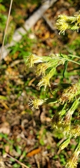 Brickellia eupatorioides texana