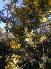 Acacia leucoclada