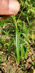 Brickellia eupatorioides texana