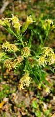 Brickellia eupatorioides texana
