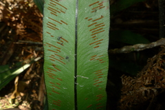 Austrogramme marginata