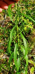 Brickellia eupatorioides texana