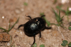 Geotrupes ibericus