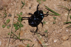 Geotrupes ibericus