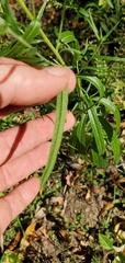 Brickellia eupatorioides texana