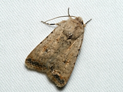 Caradrina clavipalpis