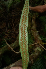 Selliguea lanceola