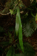 Selliguea lanceola