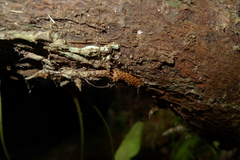 Selliguea lanceola