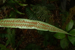 Selliguea lanceola