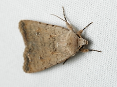 Caradrina clavipalpis