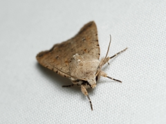 Caradrina clavipalpis
