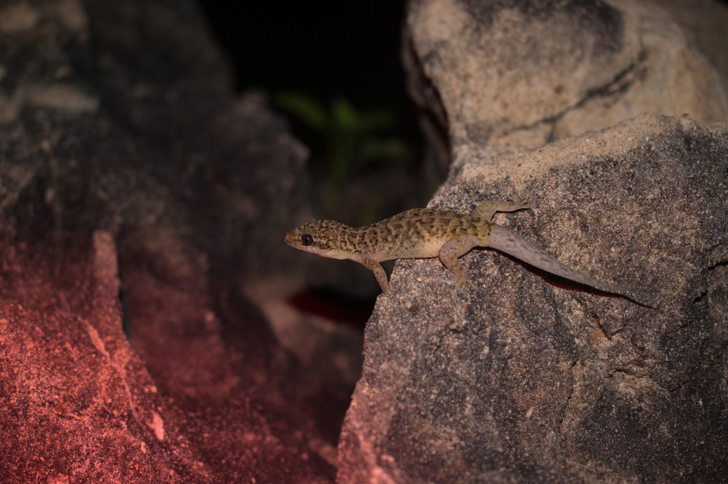 Barbados Leaf-toed Gecko