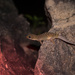 Barbados Leaf-toed Gecko - Photo (c) dcblades, some rights reserved (CC BY-SA)