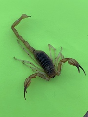 Smeringurus vachoni