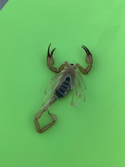 Smeringurus vachoni