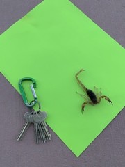 Smeringurus vachoni