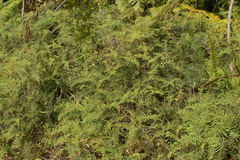 Gleichenia dicarpa