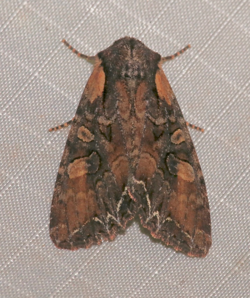 Nevada Arches Moth
