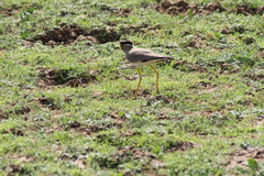 Vanellus malabaricus