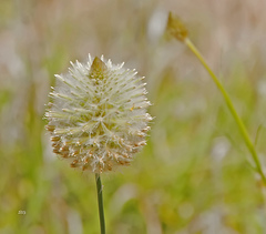 Ptilotus xerophilus