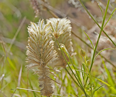 Ptilotus xerophilus