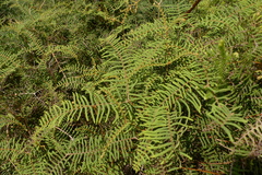 Gleichenia dicarpa