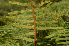Gleichenia dicarpa