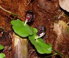 Corybas grumulus