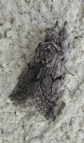 Pleromelloida conserta