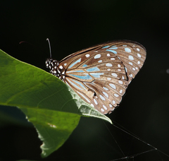 Tirumala hamata