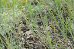 Elymus lanceolatus