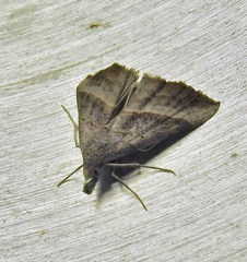 Hypena degesalis