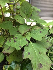 Cercospora hydrangeae
