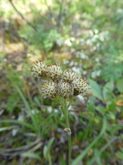 Antennaria pulcherrima
