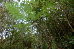 Cyathea alata