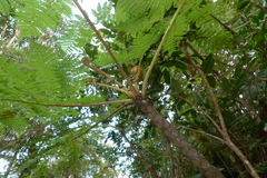 Cyathea alata