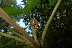 Cyathea alata