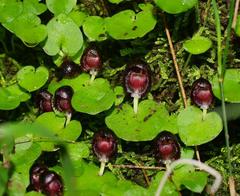 Corybas grumulus