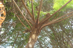 Sphaeropteris novae-caledoniae