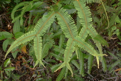 Sticherus brackenridgei