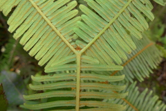 Sticherus brackenridgei