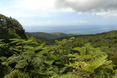 Cyathea alata